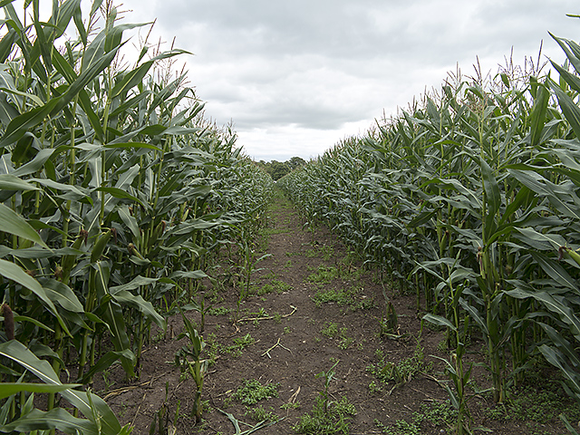 Eugenia Rojano garantiza respaldo de 4 mil pesos por hectárea a campesinos afectados por cuestiones climatológicas 