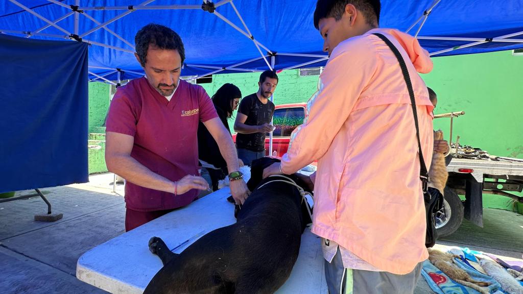 Graciela Argueta encabeza otra exitosa jornada de esterilización en&nbsp;Ecatepec